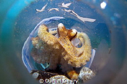 We found this Mototi Octopus living inside of a discarded... by Daniel Geary 